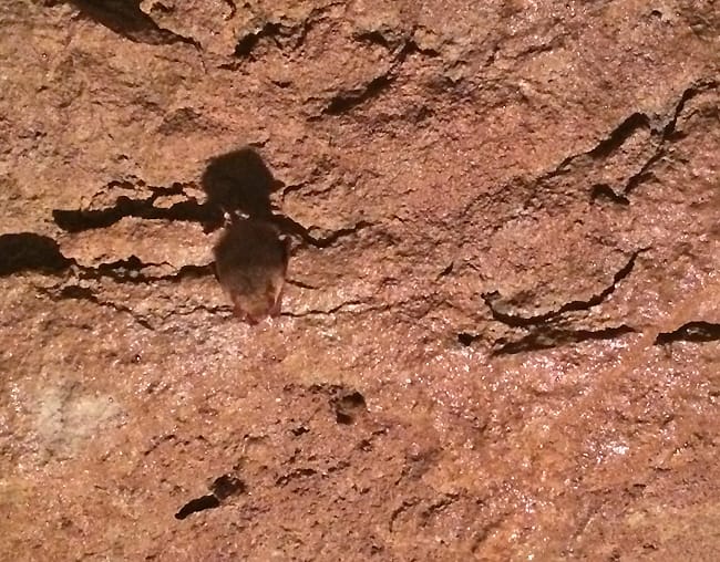 Tiny Bat hanging from the cave ceiling