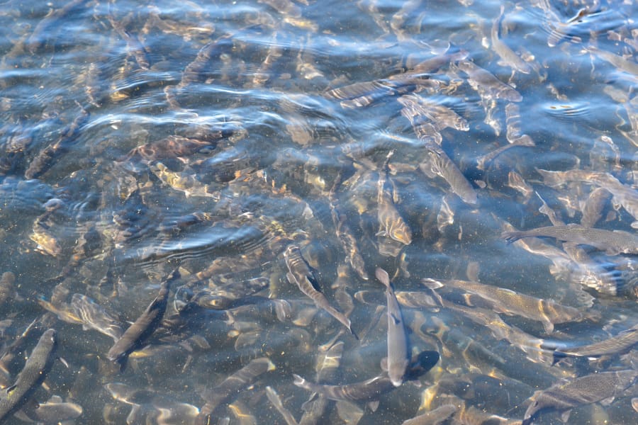 norfork-fish-hatchery fish