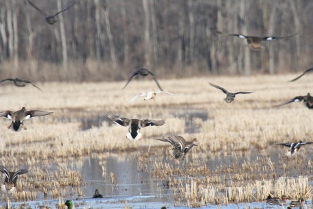 Ducks about to land - Only In Arkansas - Stuttgart