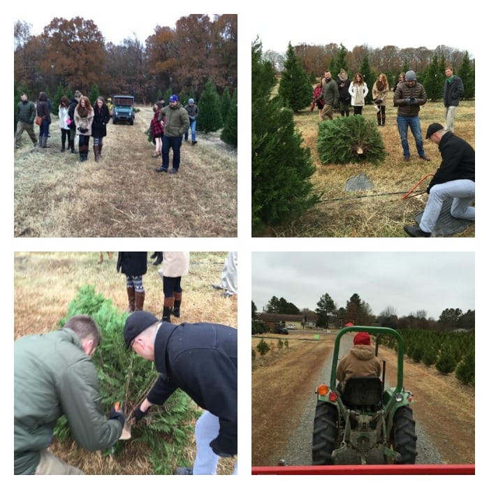 Arkansas Christams Tree Farms