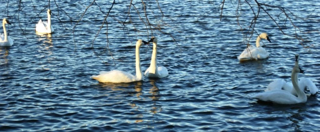 Magness Creek Swans