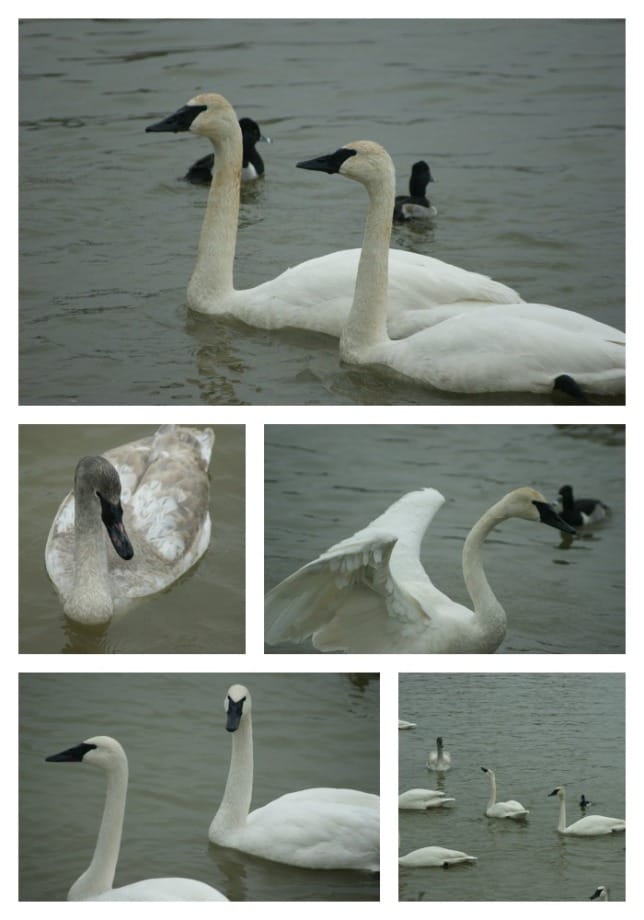 swans2