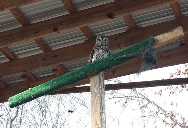 owl at raptor rehab