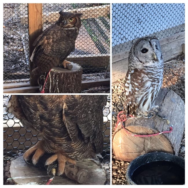 owls at raptor rehab collage