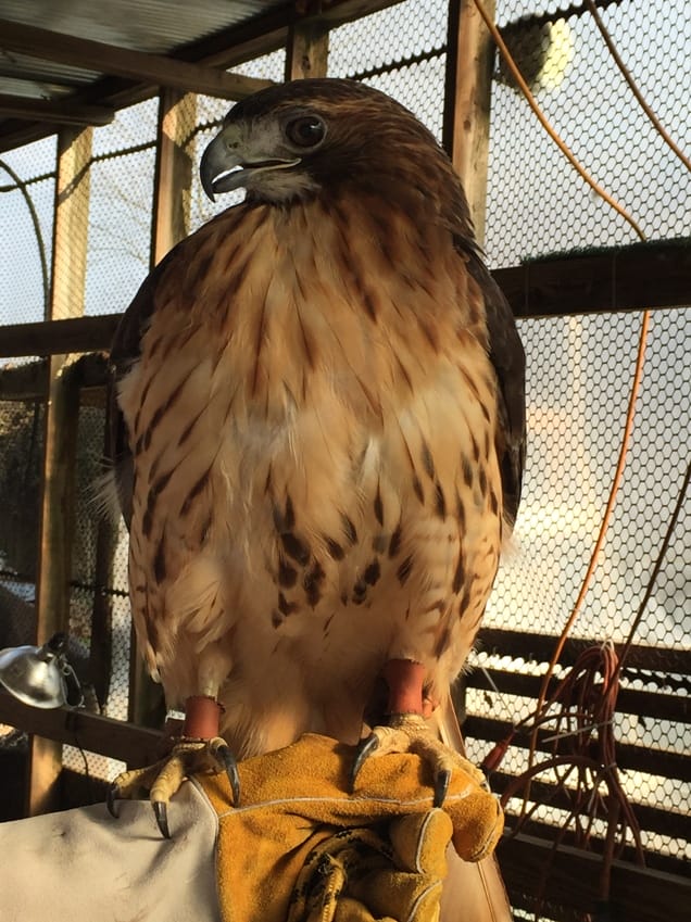 red tail hawk raptor rehab