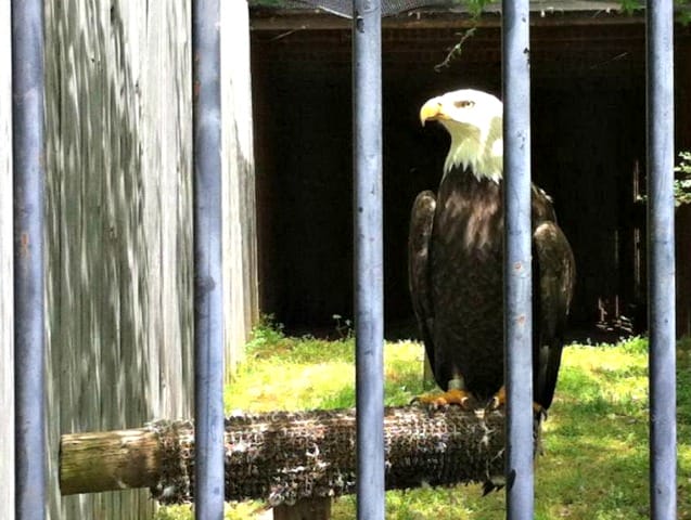 Delta Rivers Nature Center Eagle