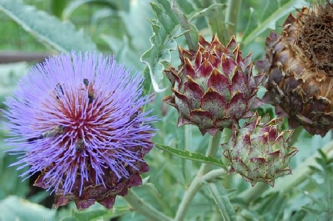 bees in arkansas thistle and bees