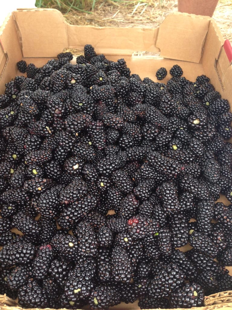 Arkansas blackberries