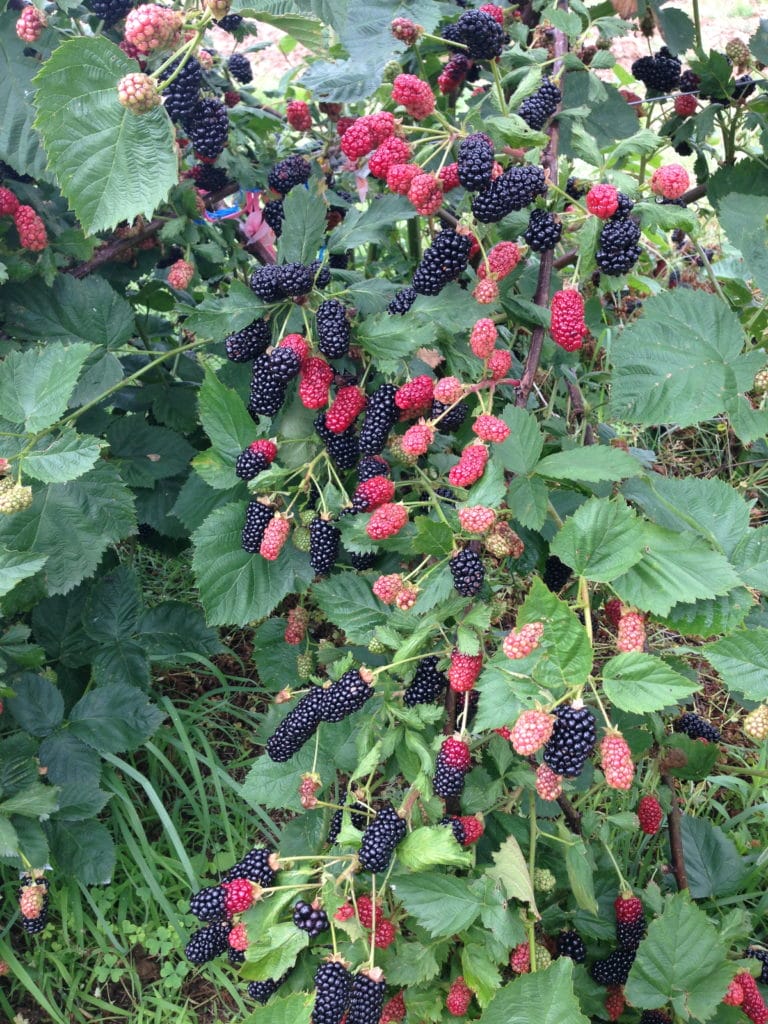 Arkansas Blackberries