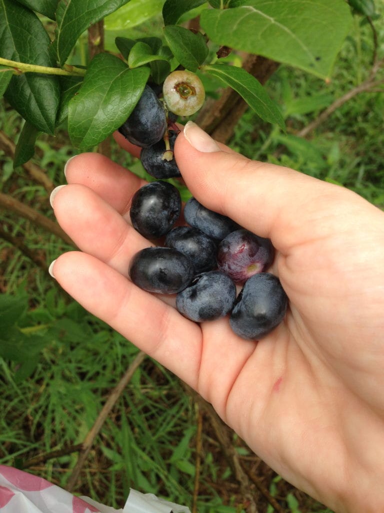 Arkansas Blueberries