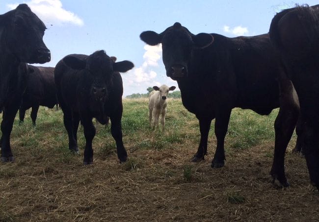 Arkansas grass fed calf