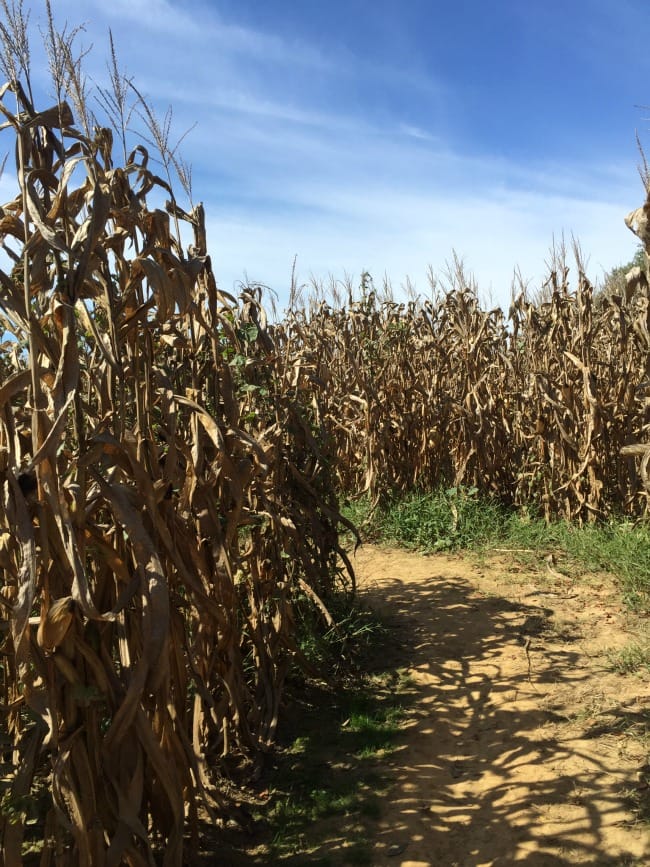 PUMPKIN HOLLOW CORN MAZE