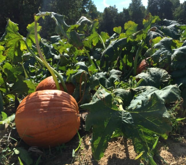 Pumpkin Hollow Pumpkin Patch