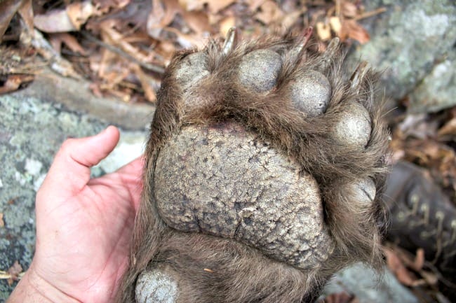 Arkansas Black Bear Paw