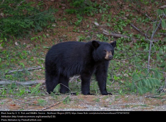 Black Bear Standing Up