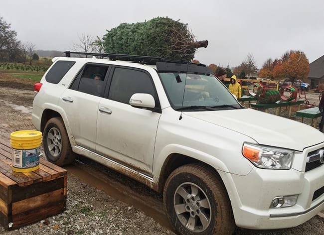 Tying the tree on top of the car