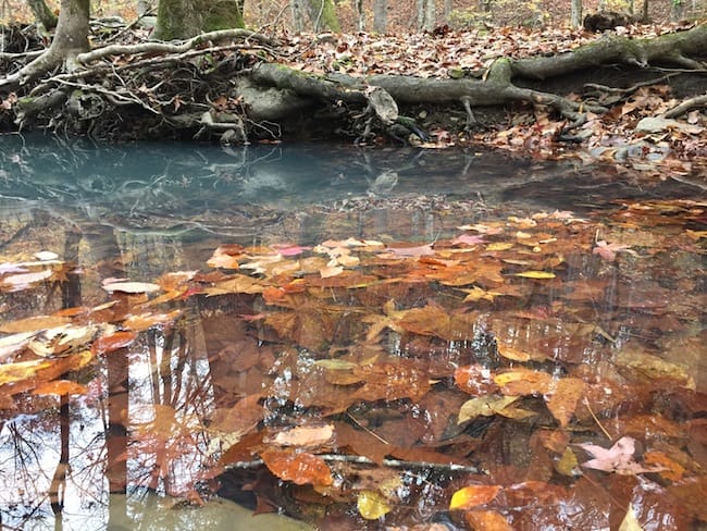 Ozark Highlands Trail Leaf Filled Pond