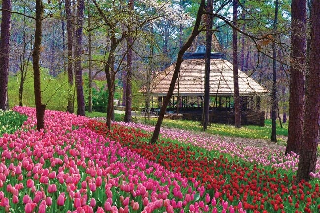 Garvan Woodland Gardens Tulip Extravaganza