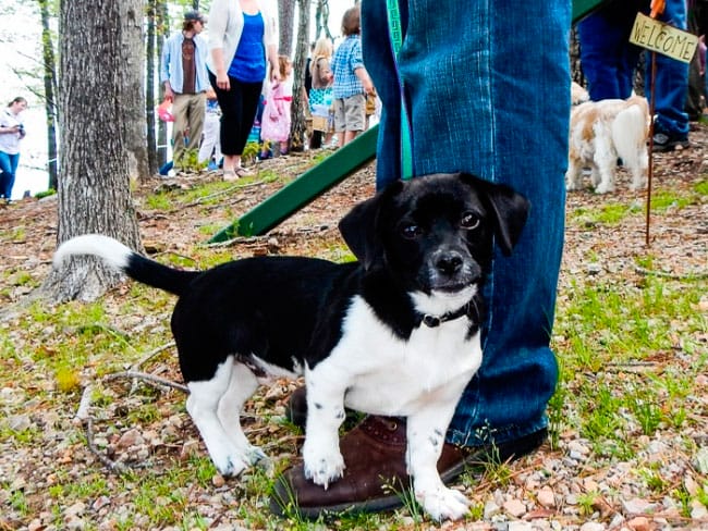 Mountain-Harbor's-Easter-Egg-Hunt,-Dog-Hunt-and-Fire-Truck-Parade