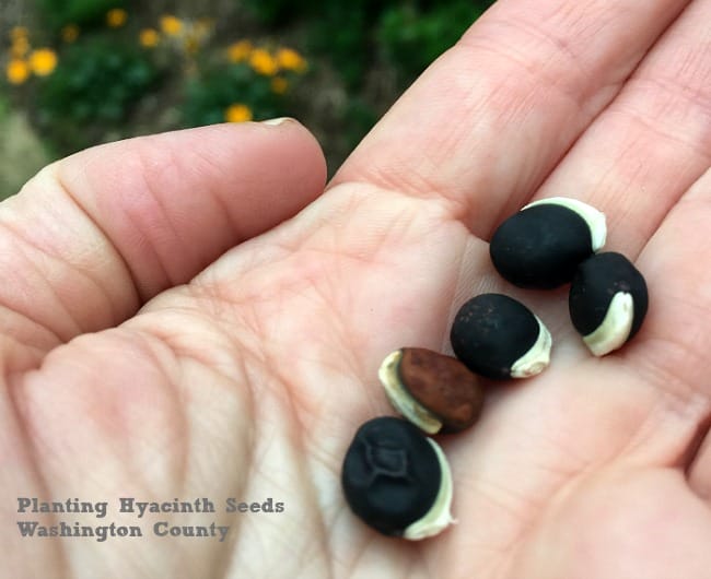 Hyacinth Seeds