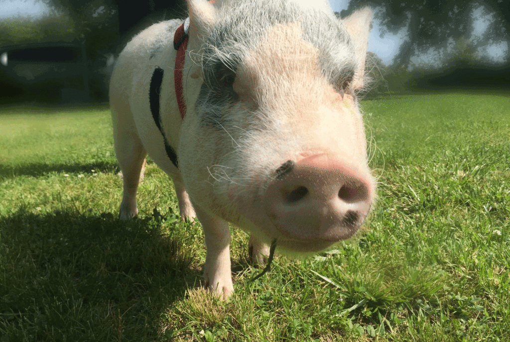 pig-market-b