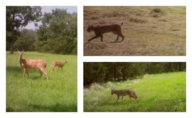 backyard-wildlife