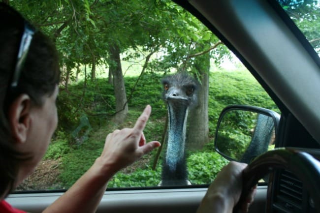 drive-thru-safari