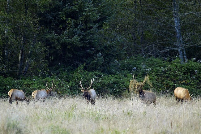 elk-in-field