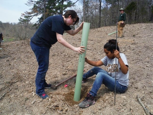 ozark-chinquapin-tree-planting-nwacc-students