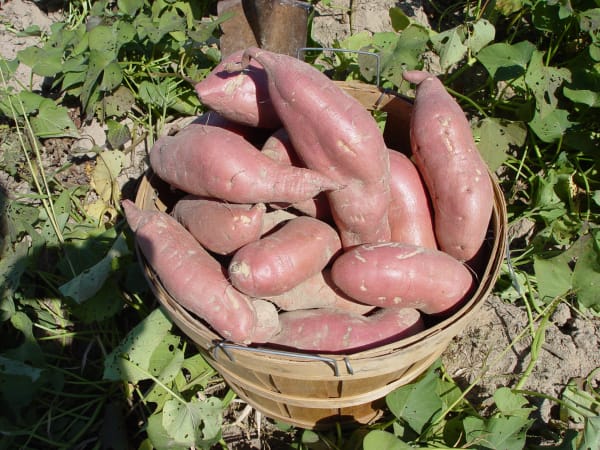 Sweet Potatoes