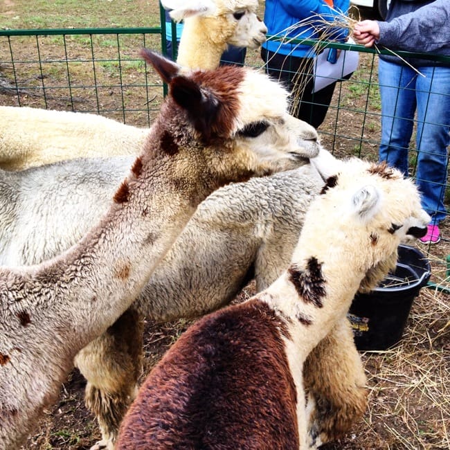 ecofest-alpacas