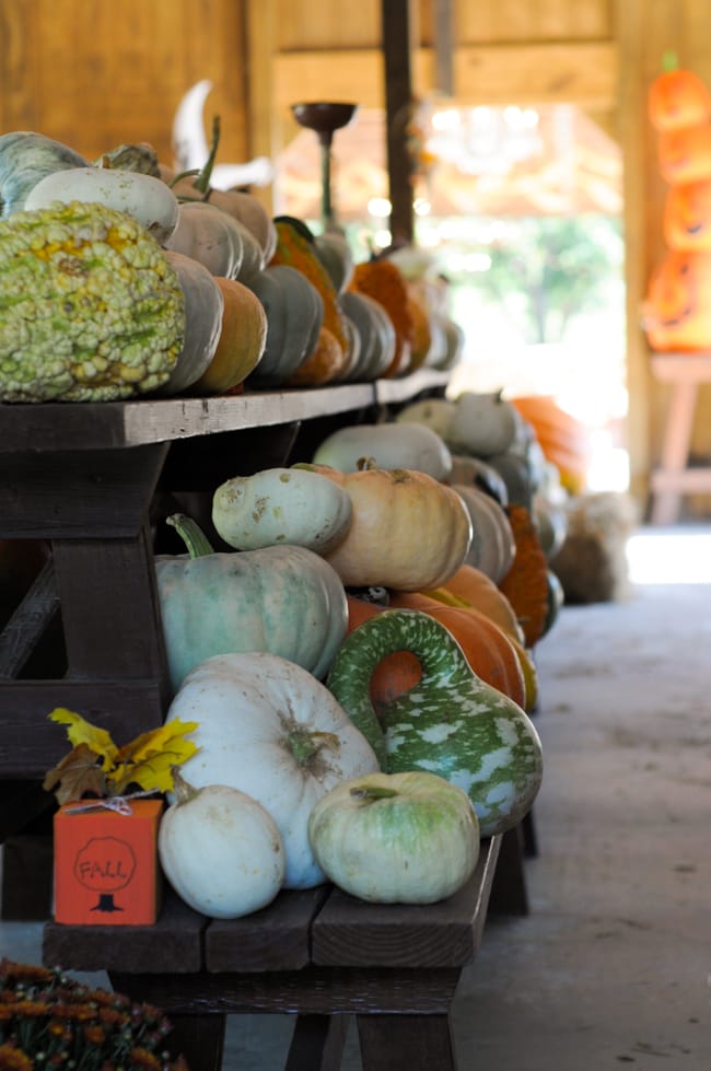 pumpkin-apple-agritourism-1