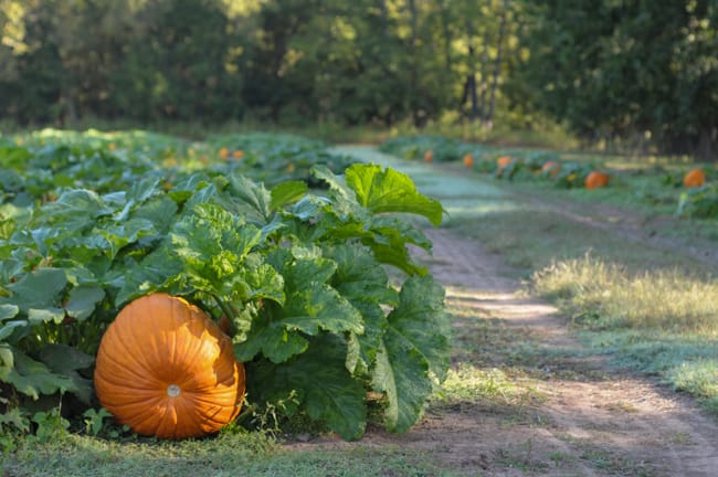 pumpkin-apple-agritourism-3