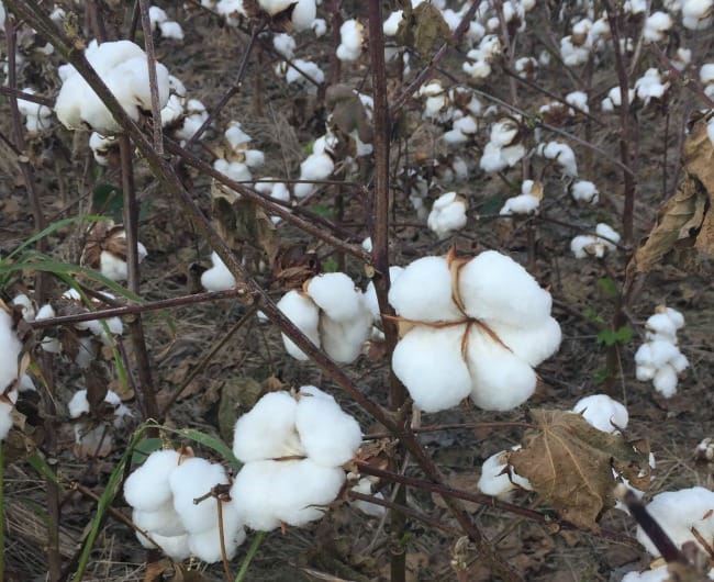 cotton