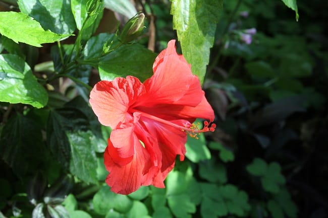 hibiscus