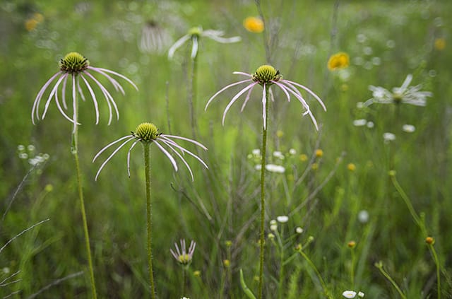 May flowers