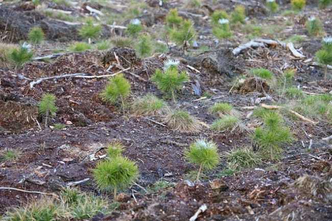 Arkansas Christmas Tree Farms 2020