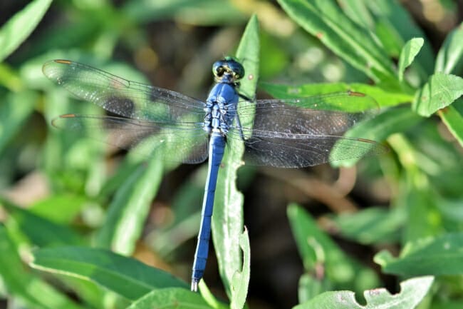 Dragonflies and Damselflies in Arkansas