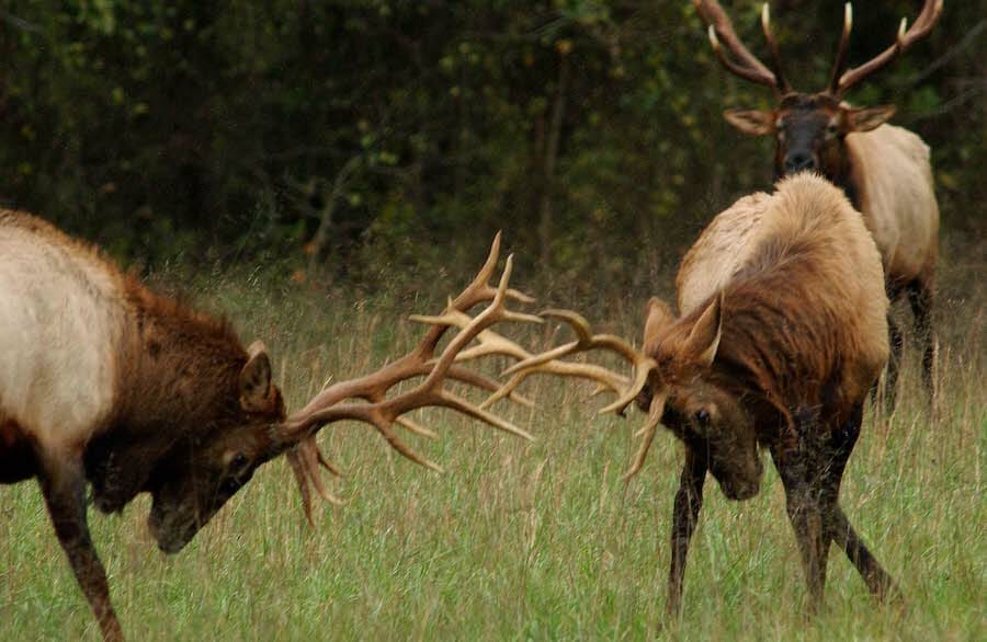 Arkansas Elk Viewing