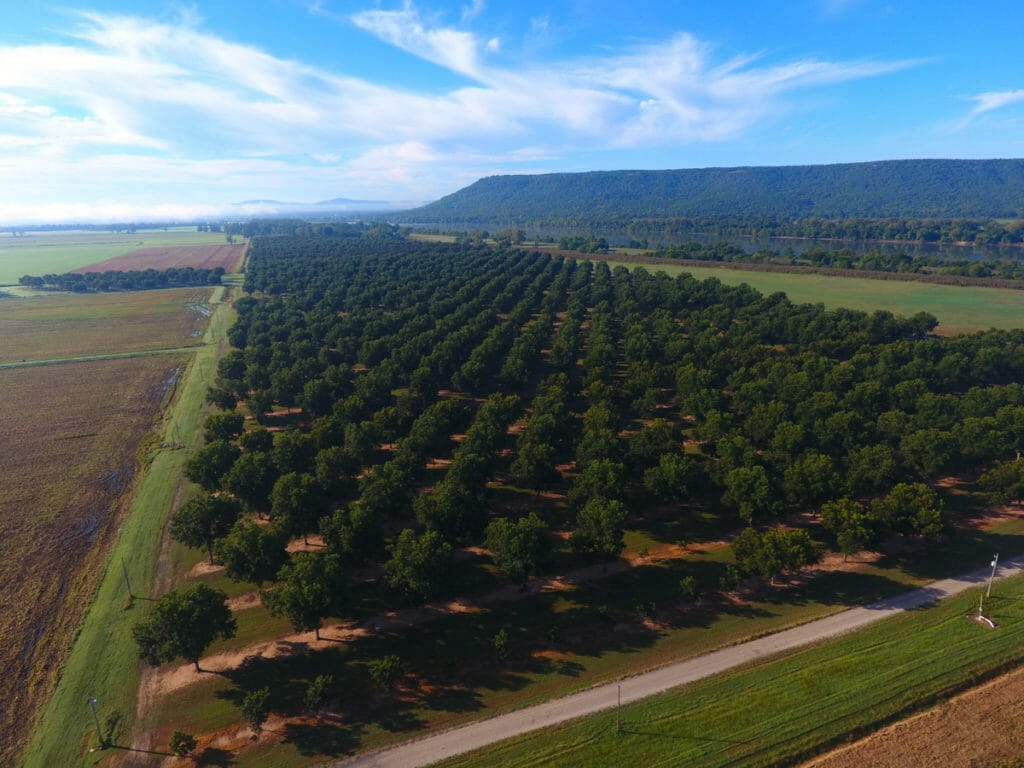 Maus Pecans - Morrilton, Arkansas