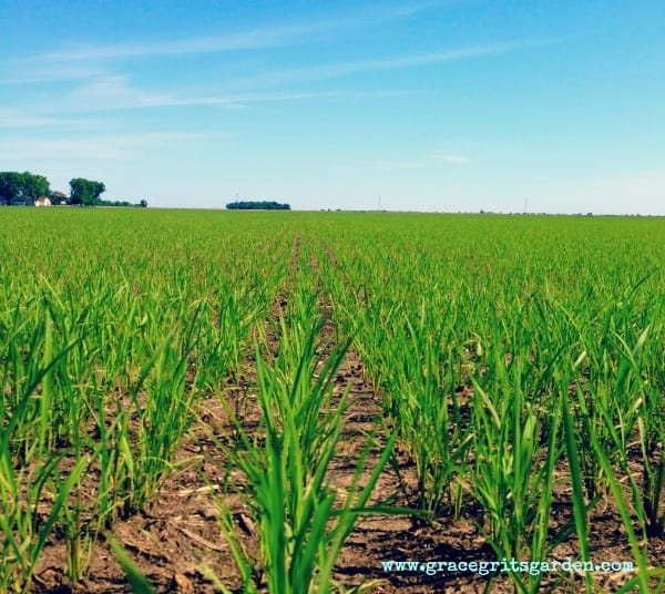 Tate Farms, Osceola Ar