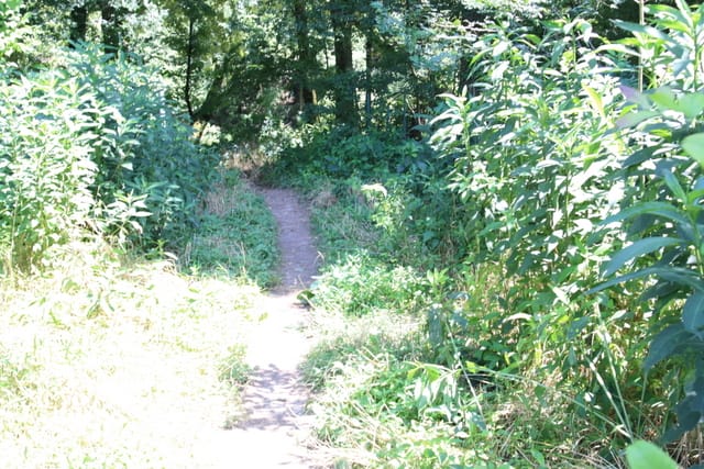 Family Fun Near Fifty-Six Path