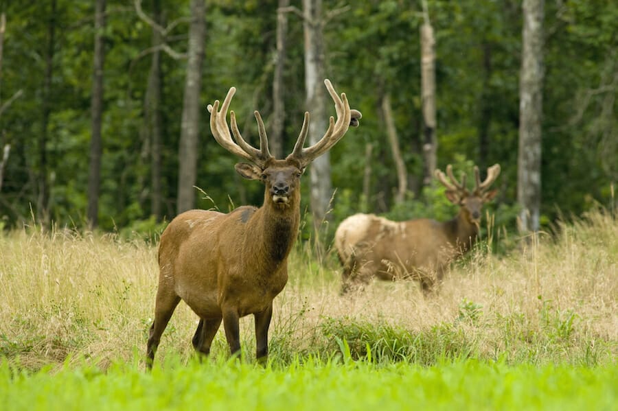 Elk near Jasper, Arkansas