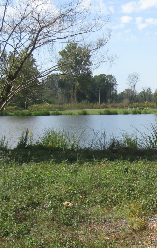 MayaDay-Pond2, celebrating maya angelou