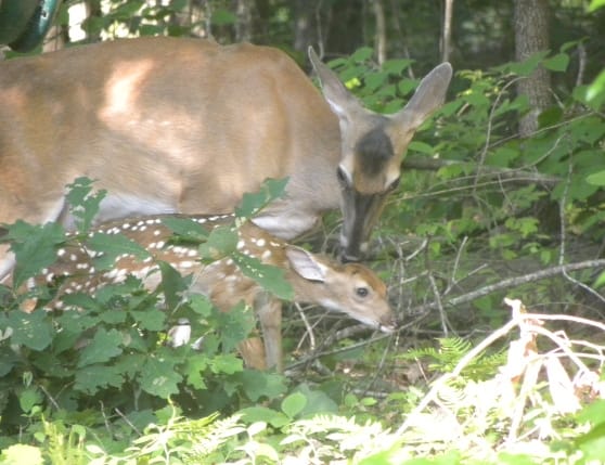 Wildlife in Hot Springs Vilage