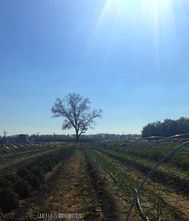 Wilson Gardens - under cultivation
