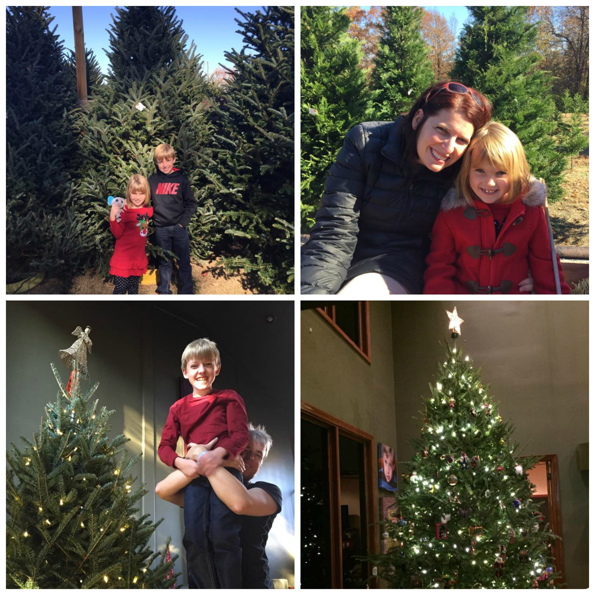 Christmas Tree Farms Only In Arkansas