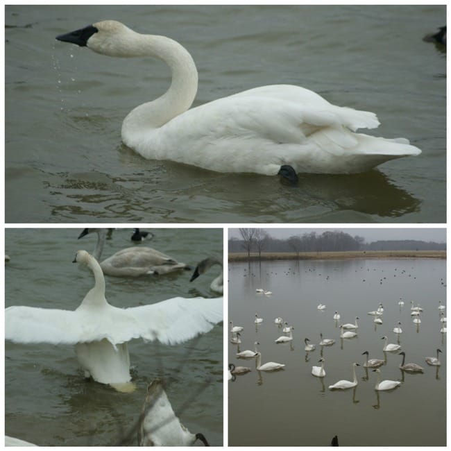 swan collage 3