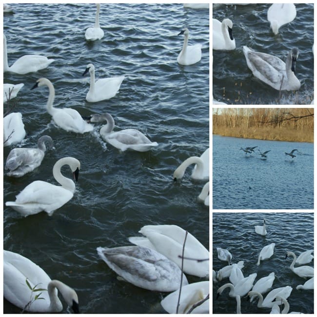 swancollage1