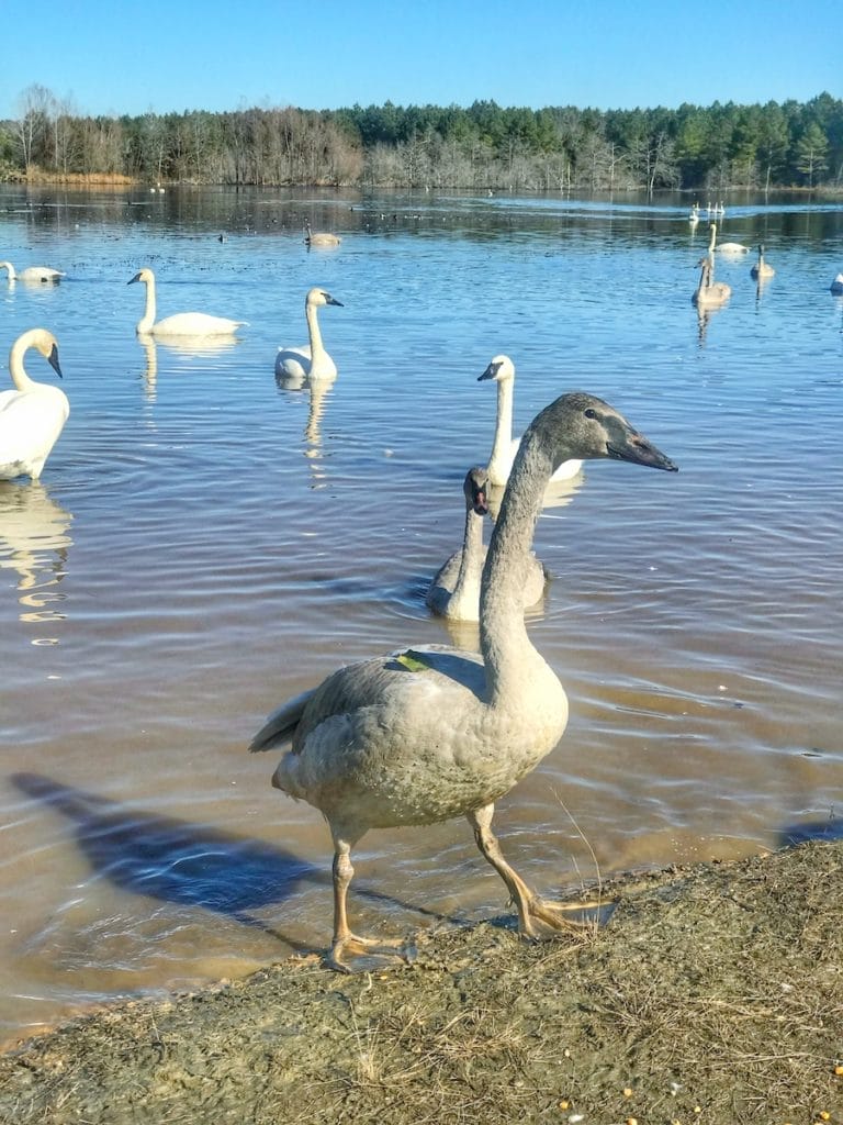 Trumpeter Swans of Magness Lake